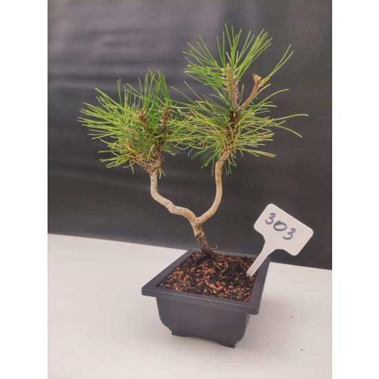 Żywe Drzewko Bonsai Sosna Czarna Pinus Nigra 10-letni na PREZENT 303