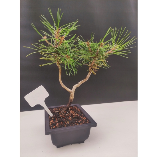 Żywe Drzewko Bonsai Sosna Czarna Pinus Nigra 10-letni na PREZENT 303