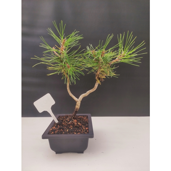 Żywe Drzewko Bonsai Sosna Czarna Pinus Nigra 10-letni na PREZENT 303