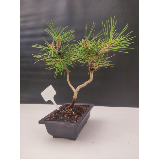 Żywe Drzewko Bonsai Sosna Czarna Pinus Nigra 10-letni na PREZENT 303