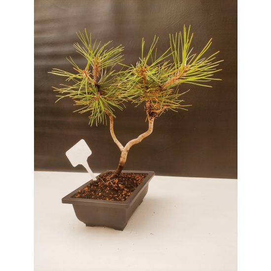 Żywe Drzewko Bonsai Sosna Czarna Pinus Nigra 10-letni na PREZENT 303