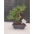Żywe Drzewko Bonsai Sosna Czarna Pinus Nigra 10 lat na PREZENT paszport 307