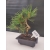 Żywe Drzewko Bonsai Sosna Czarna Pinus Nigra 10 lat na PREZENT paszport 307