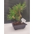 Żywe Drzewko Bonsai Sosna Czarna Pinus Nigra 10 lat na PREZENT paszport 307