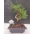 Żywe Drzewko Bonsai Sosna Czarna Pinus Nigra 10 lat na PREZENT paszport 307