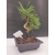 Żywe Drzewko Bonsai Sosna Czarna Pinus Nigra 10 lat na PREZENT paszport 307