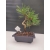 Żywe Drzewko Bonsai Sosna Czarna Pinus Nigra 10 lat na PREZENT paszport 307