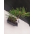 Żywe Drzewko Bonsai Sosna Czarna Pinus Nigra 10 lat na PREZENT paszport 307
