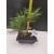 Żywe Drzewko Bonsai Sosna Czarna Pinus Nigra 10 lat na PREZENT paszport 307