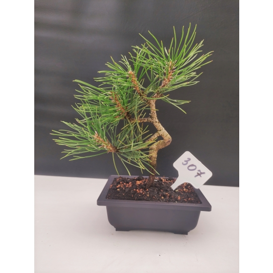 Żywe Drzewko Bonsai Sosna Czarna Pinus Nigra 10 lat na PREZENT paszport 307