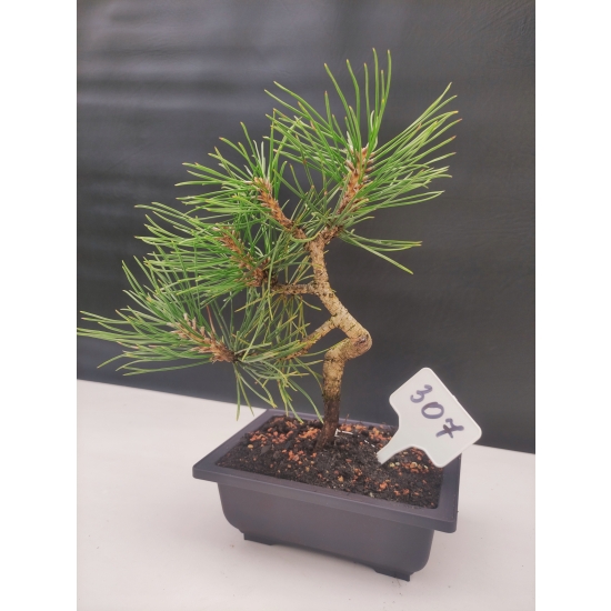 Żywe Drzewko Bonsai Sosna Czarna Pinus Nigra 10 lat na PREZENT paszport 307