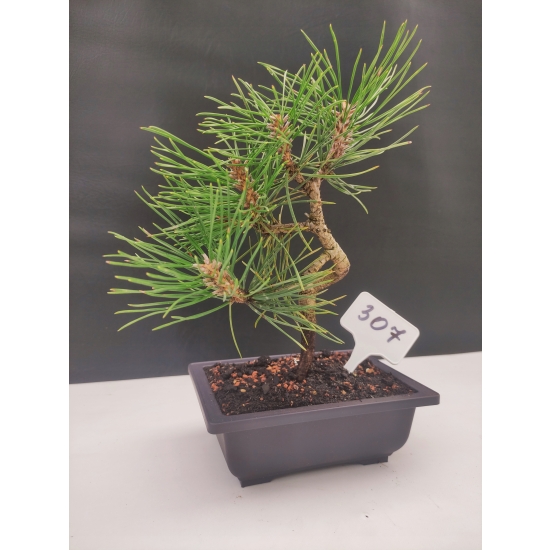 Żywe Drzewko Bonsai Sosna Czarna Pinus Nigra 10 lat na PREZENT paszport 307