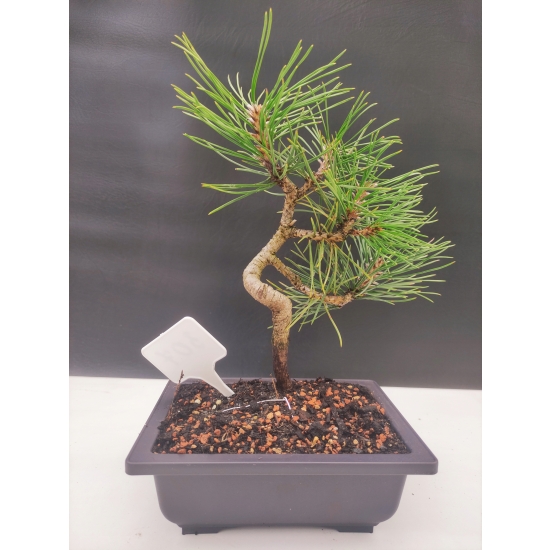 Żywe Drzewko Bonsai Sosna Czarna Pinus Nigra 10 lat na PREZENT paszport 307
