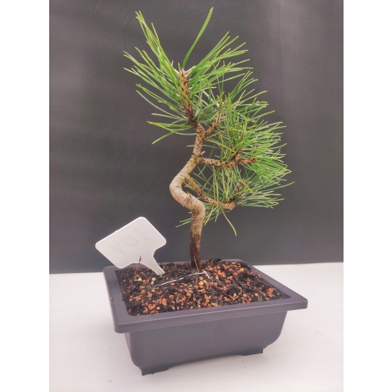 Żywe Drzewko Bonsai Sosna Czarna Pinus Nigra 10 lat na PREZENT paszport 307