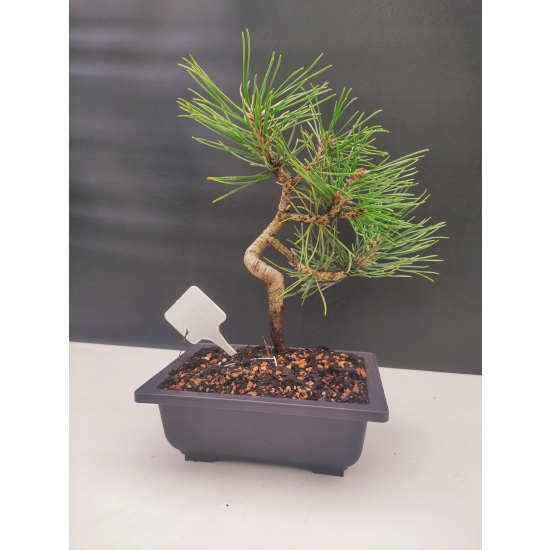 Żywe Drzewko Bonsai Sosna Czarna Pinus Nigra 10 lat na PREZENT paszport 307