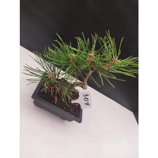 Żywe Drzewko Bonsai Sosna Czarna Pinus Nigra 10 lat na PREZENT paszport 307