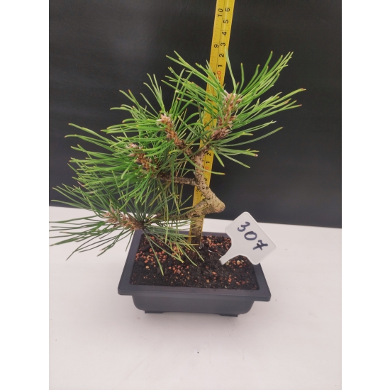 Żywe Drzewko Bonsai Sosna Czarna Pinus Nigra 10 lat na PREZENT paszport 307