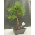 Żywe Drzewko Bonsai Sosna Czarna Pinus Nigra 10-letni na PREZENT 308