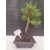 Żywe Drzewko Bonsai Sosna Czarna Pinus Nigra 10-letni na PREZENT 308