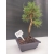 Żywe Drzewko Bonsai Sosna Czarna Pinus Nigra 10-letni na PREZENT 308