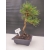 Żywe Drzewko Bonsai Sosna Czarna Pinus Nigra 10-letni na PREZENT 308