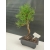Żywe Drzewko Bonsai Sosna Czarna Pinus Nigra 10-letni na PREZENT 308
