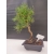 Żywe Drzewko Bonsai Sosna Czarna Pinus Nigra 10-letni na PREZENT 308