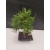 Żywe Drzewko Bonsai Sosna Czarna Pinus Nigra 10-letni na PREZENT 308