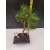 Żywe Drzewko Bonsai Sosna Czarna Pinus Nigra 10-letni na PREZENT 308