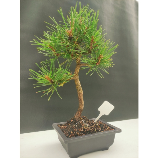 Żywe Drzewko Bonsai Sosna Czarna Pinus Nigra 10-letni na PREZENT 308