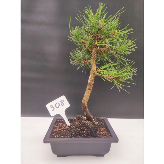 Żywe Drzewko Bonsai Sosna Czarna Pinus Nigra 10-letni na PREZENT 308