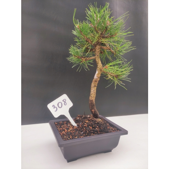 Żywe Drzewko Bonsai Sosna Czarna Pinus Nigra 10-letni na PREZENT 308