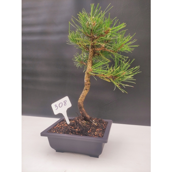 Żywe Drzewko Bonsai Sosna Czarna Pinus Nigra 10-letni na PREZENT 308