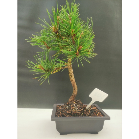 Żywe Drzewko Bonsai Sosna Czarna Pinus Nigra 10-letni na PREZENT 308