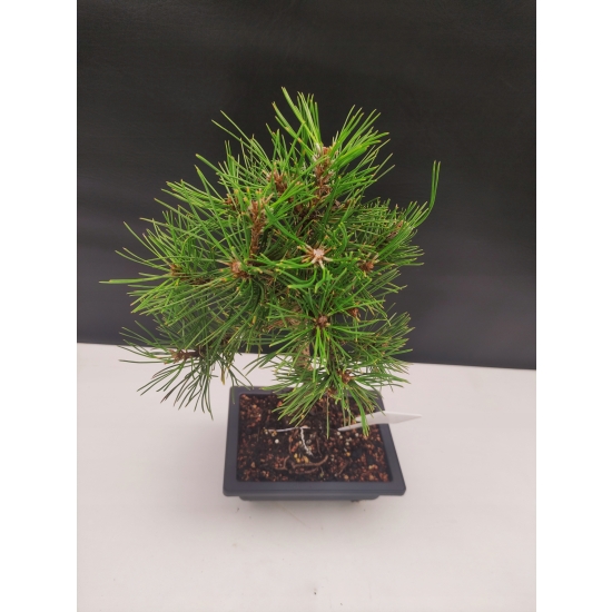 Żywe Drzewko Bonsai Sosna Czarna Pinus Nigra 10-letni na PREZENT 308