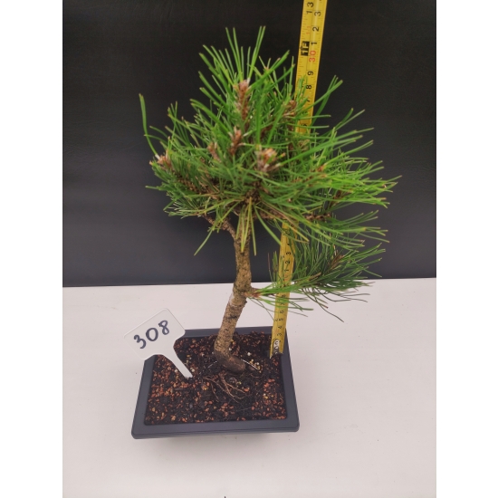 Żywe Drzewko Bonsai Sosna Czarna Pinus Nigra 10-letni na PREZENT 308