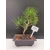 Żywe Drzewko Bonsai Sosna Czarna Pinus Nigra 10-letni na PREZENT 311
