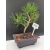 Żywe Drzewko Bonsai Sosna Czarna Pinus Nigra 10-letni na PREZENT 311