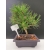 Żywe Drzewko Bonsai Sosna Czarna Pinus Nigra 10-letni na PREZENT 311