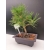 Żywe Drzewko Bonsai Sosna Czarna Pinus Nigra 10-letni na PREZENT 311