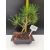 Żywe Drzewko Bonsai Sosna Czarna Pinus Nigra 10-letni na PREZENT 311