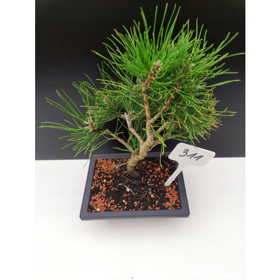 Żywe Drzewko Bonsai Sosna Czarna Pinus Nigra 10-letni na PREZENT 311