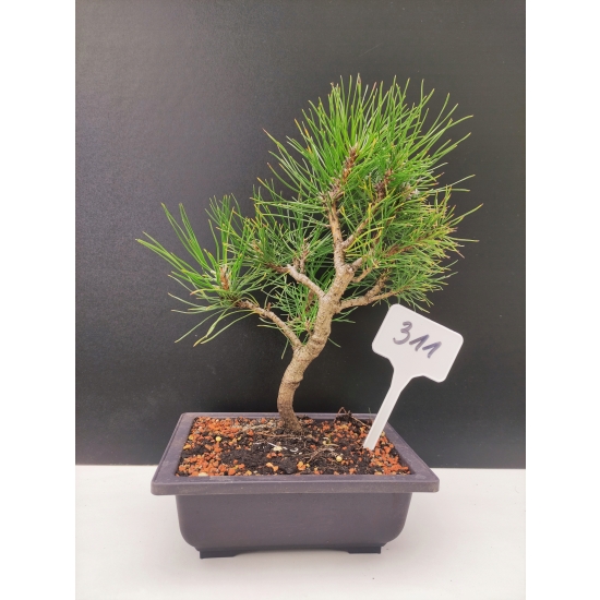 Żywe Drzewko Bonsai Sosna Czarna Pinus Nigra 10-letni na PREZENT 311