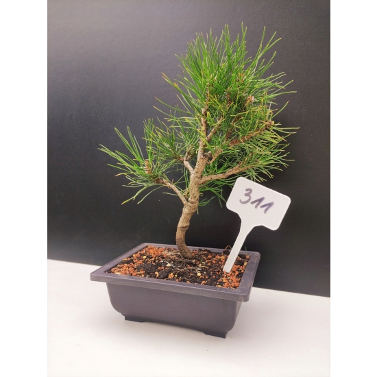 Żywe Drzewko Bonsai Sosna Czarna Pinus Nigra 10-letni na PREZENT 311