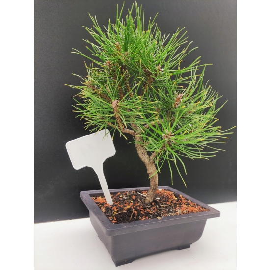 Żywe Drzewko Bonsai Sosna Czarna Pinus Nigra 10-letni na PREZENT 311