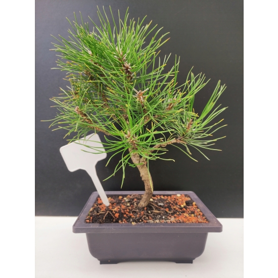 Żywe Drzewko Bonsai Sosna Czarna Pinus Nigra 10-letni na PREZENT 311