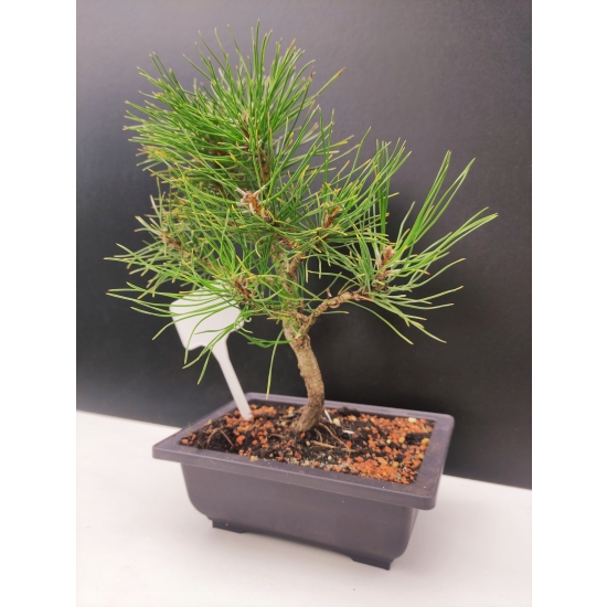 Żywe Drzewko Bonsai Sosna Czarna Pinus Nigra 10-letni na PREZENT 311