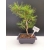 Żywe Drzewko Bonsai Sosna Czarna Pinus Nigra 10-letni na PREZENT 310