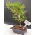 Żywe Drzewko Bonsai Sosna Czarna Pinus Nigra 10-letni na PREZENT 310