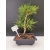 Żywe Drzewko Bonsai Sosna Czarna Pinus Nigra 10-letni na PREZENT 310